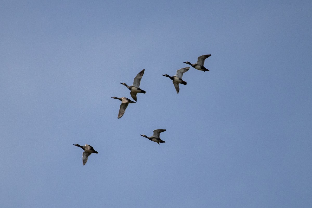 Gadwall - ML632148460