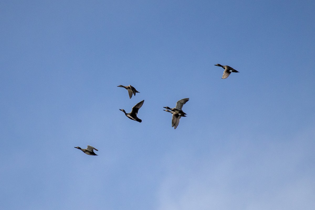 Gadwall - ML632148462