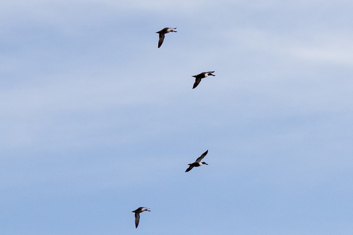 Northern Shoveler - ML632148463