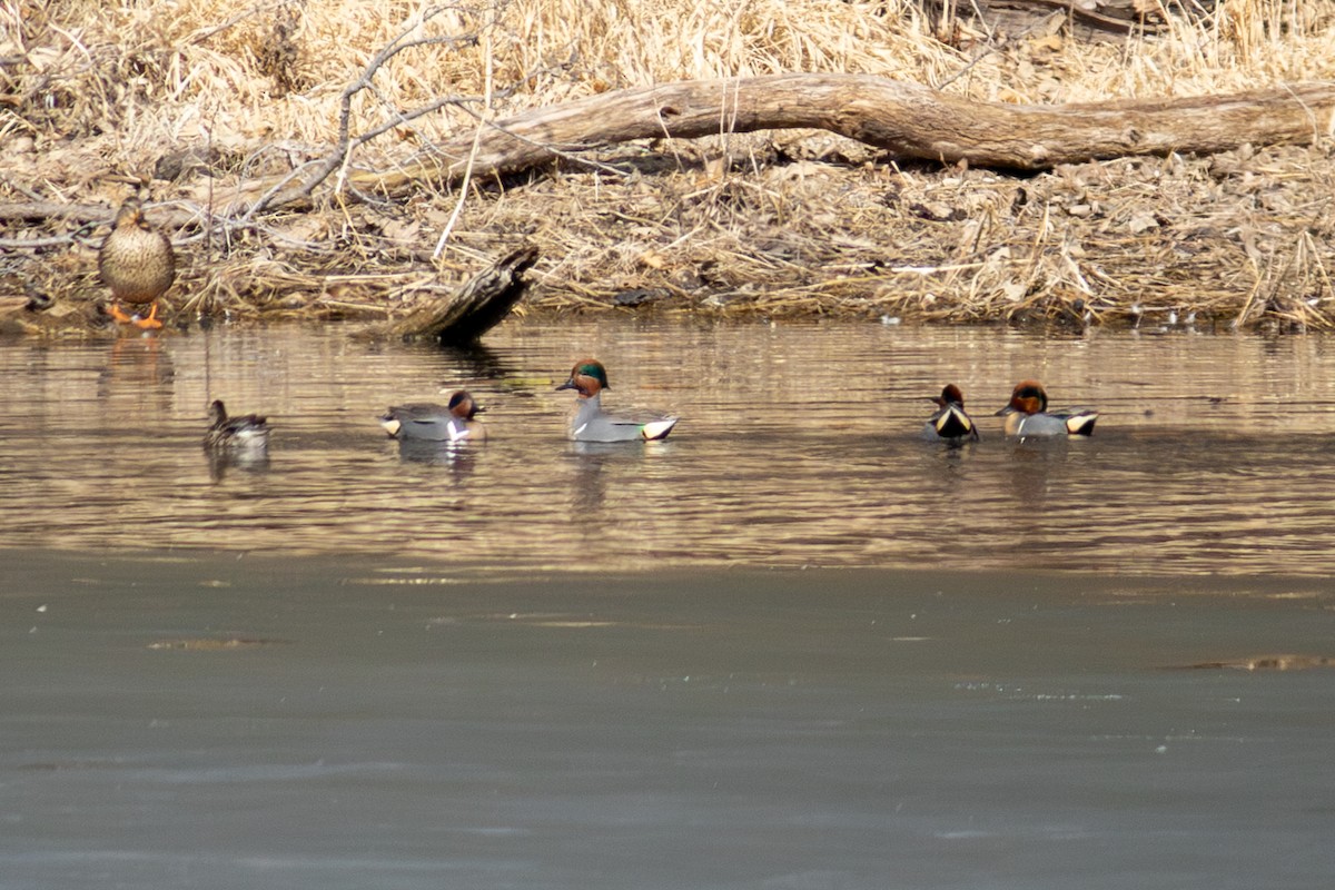 Green-winged Teal (American) - ML632148471