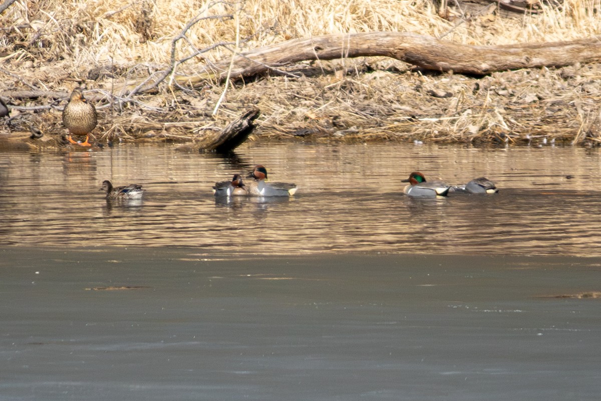 Green-winged Teal (American) - ML632148472