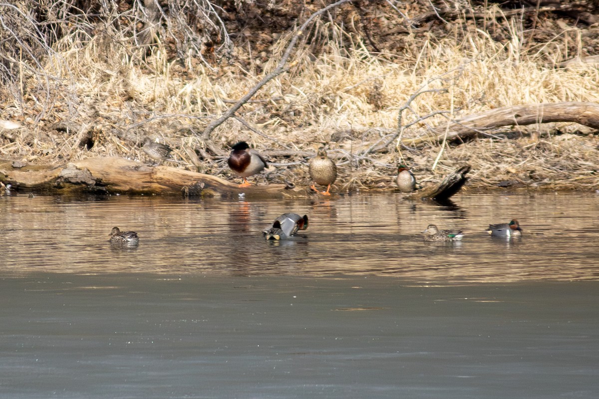 Green-winged Teal (American) - ML632148474