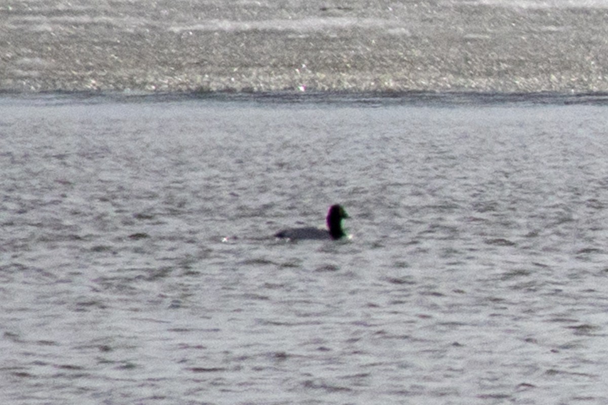 Canvasback - ML632148485