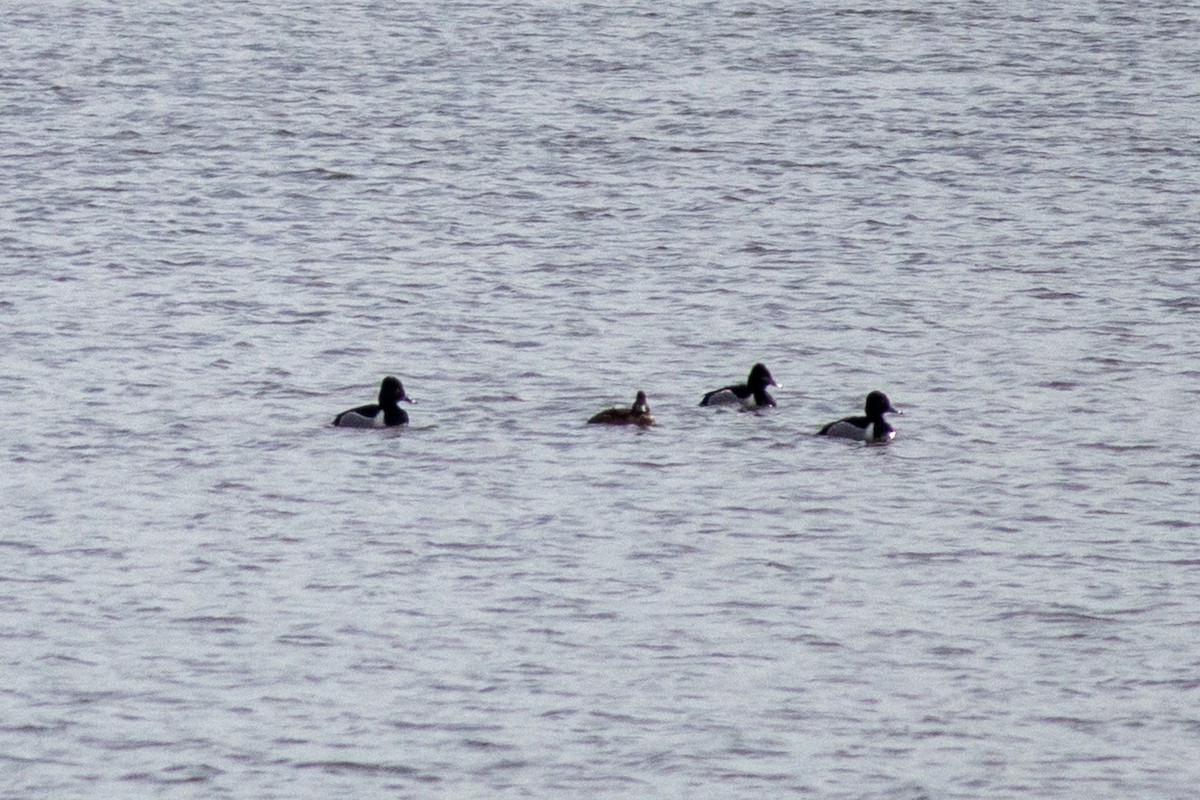 Ring-necked Duck - ML632148500