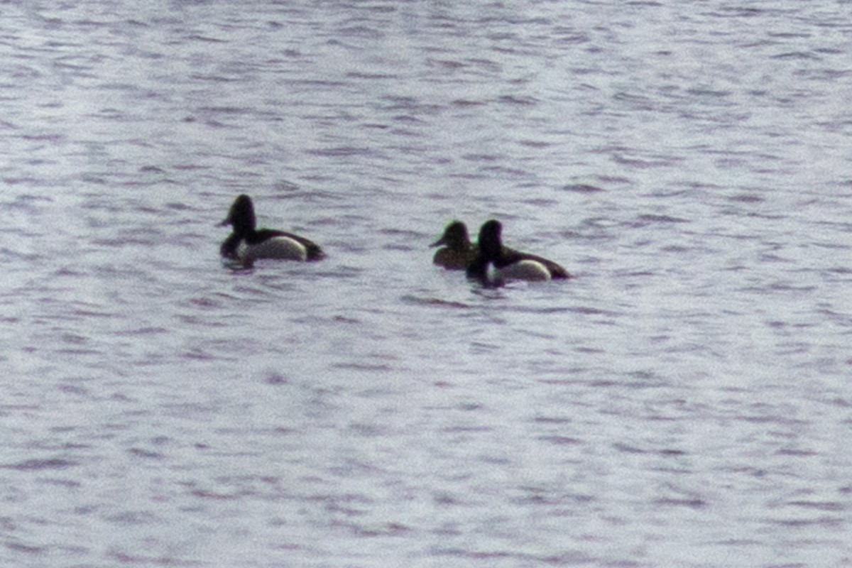 Ring-necked Duck - ML632148501