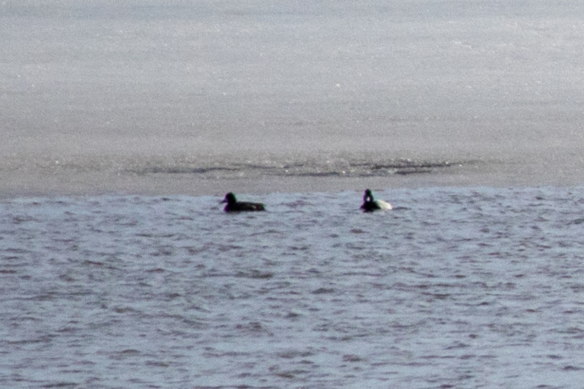 Ring-necked Duck - ML632148502