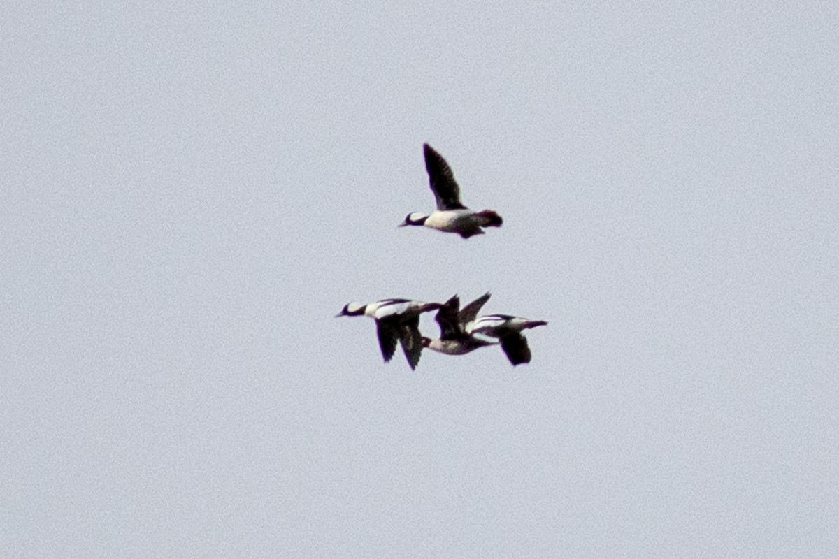 Bufflehead - ML632148507