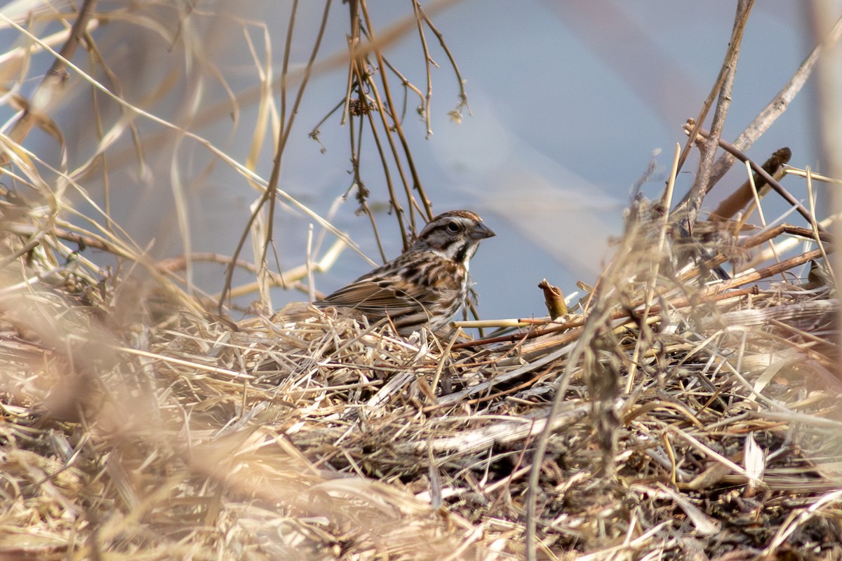 Song Sparrow - ML632148567