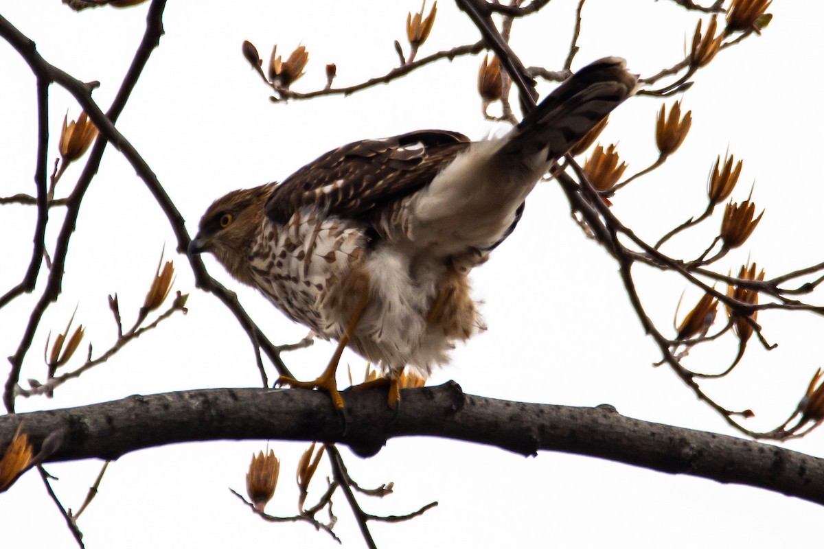 Cooper's Hawk - ML632148571