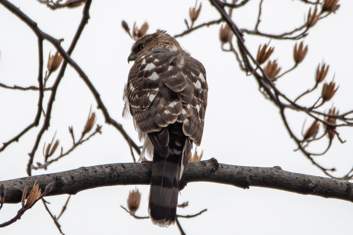 Cooper's Hawk - ML632148572