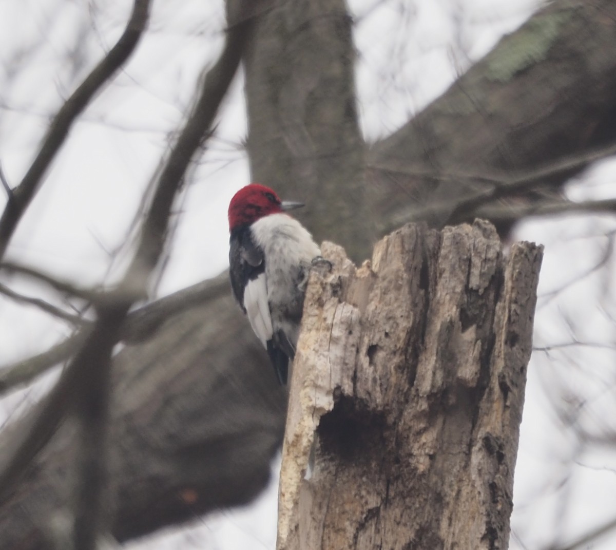 Red-headed Woodpecker - ML632148610