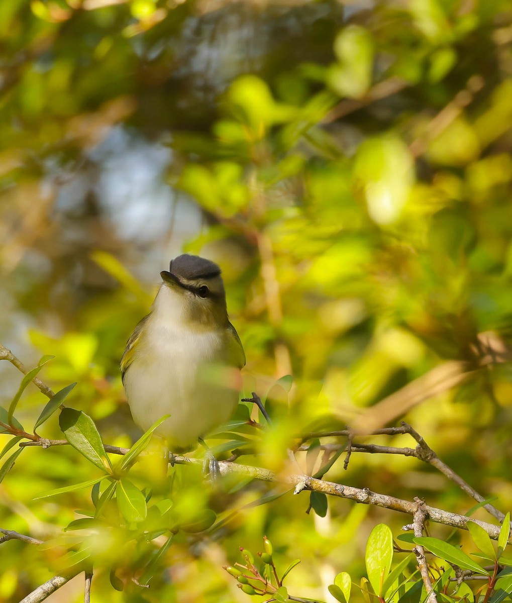Red-eyed Vireo - ML632148751