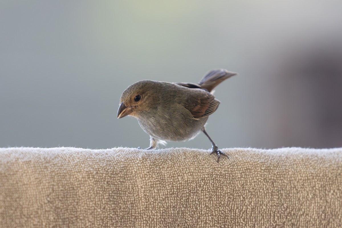 Lesser Antillean Bullfinch - ML632148762