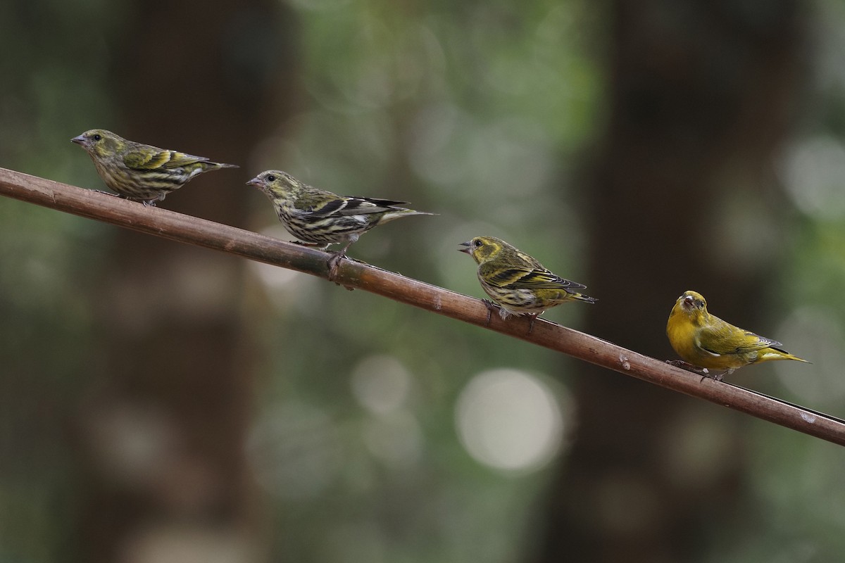 Tibetan Serin - ML632148775