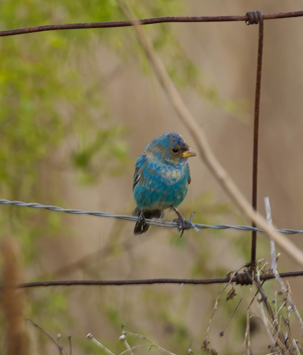 Indigo Bunting - ML632148800