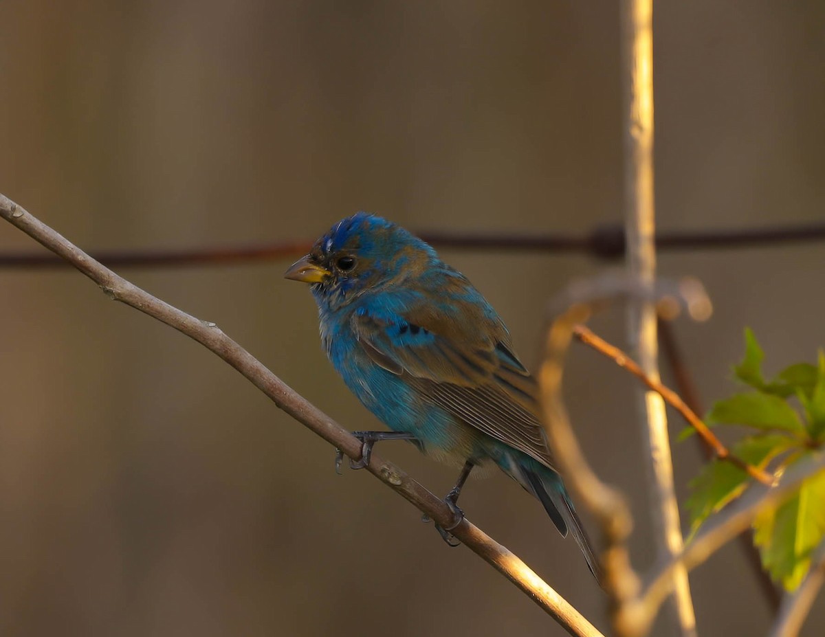 Indigo Bunting - ML632148802