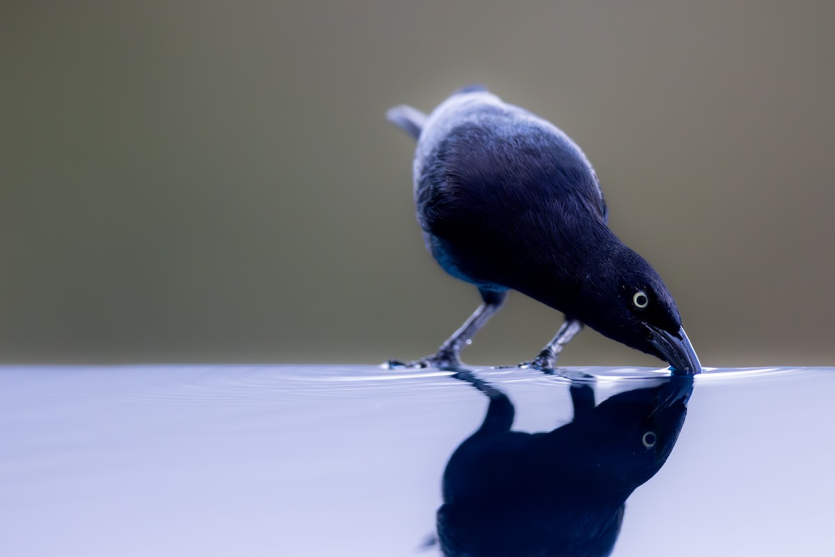 Carib Grackle - ML632148854
