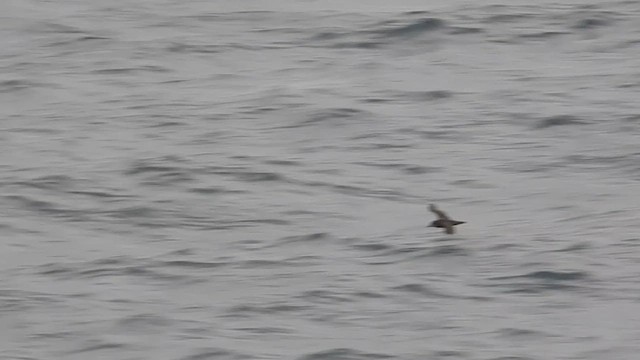 Gray-faced Petrel - ML632148940