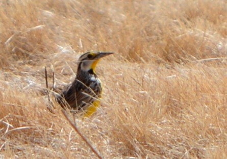 Eastern Meadowlark - ML632148966