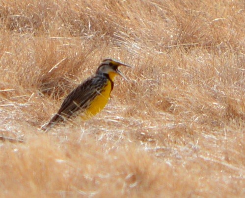 Eastern Meadowlark - ML632148967