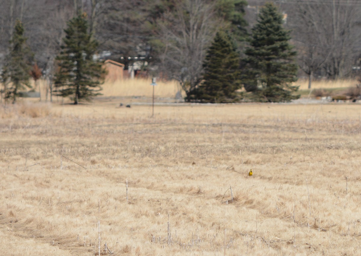 Eastern Meadowlark - ML632148987