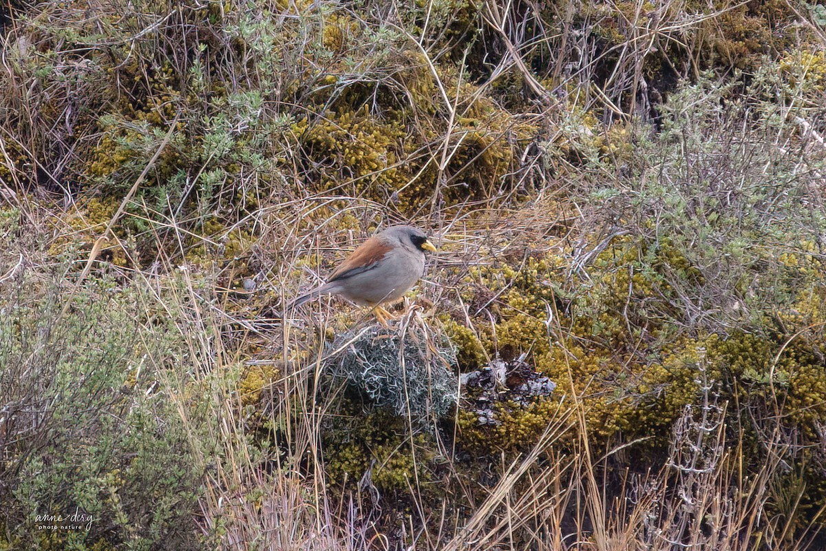 Rufous-backed Inca-Finch - ML632149022