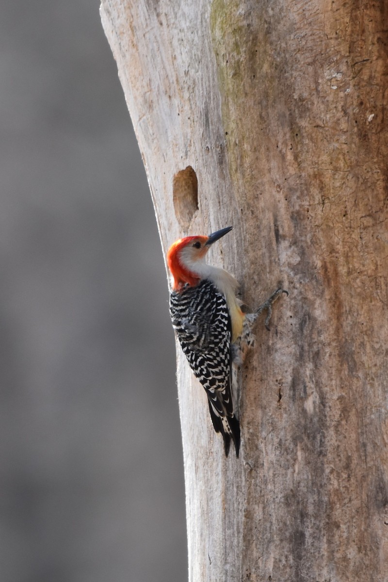 Red-bellied Woodpecker - ML632149094