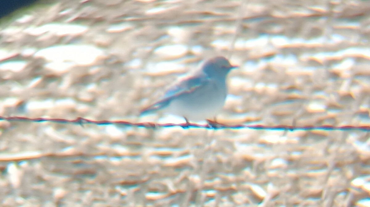 ムジルリツグミ - ML632149127