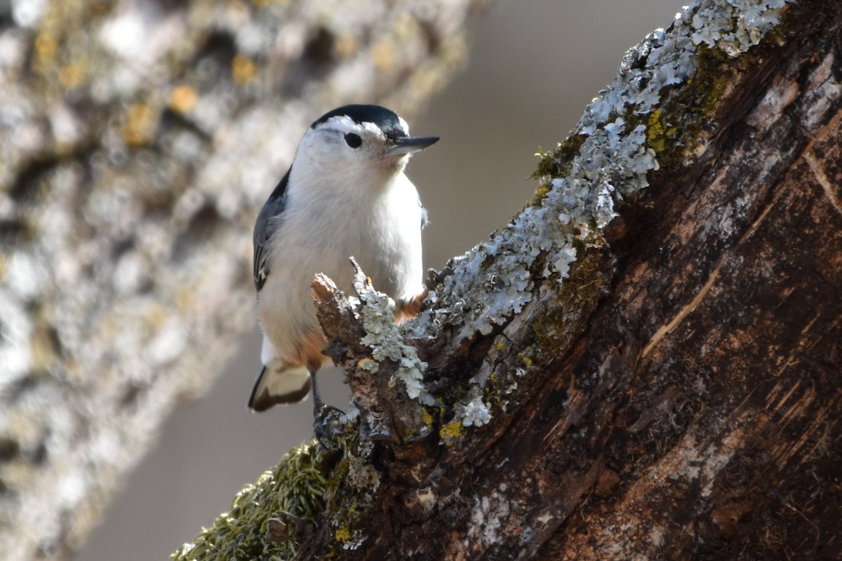 White-breasted Nuthatch - ML632149134