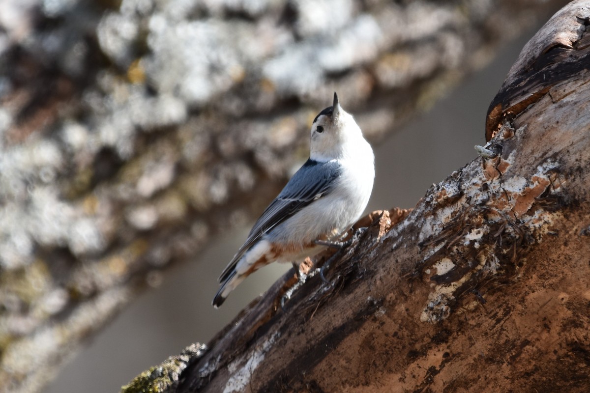 White-breasted Nuthatch - ML632149135