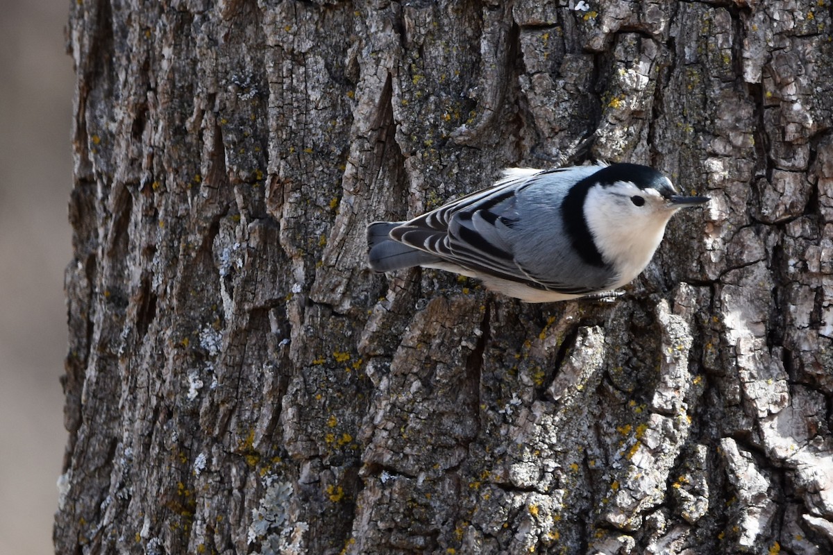 White-breasted Nuthatch - ML632149136
