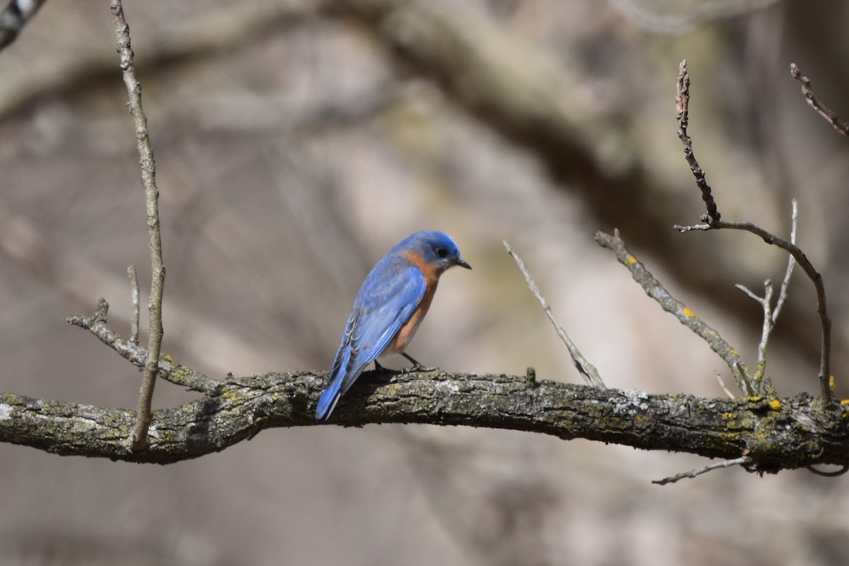 Eastern Bluebird - ML632149148