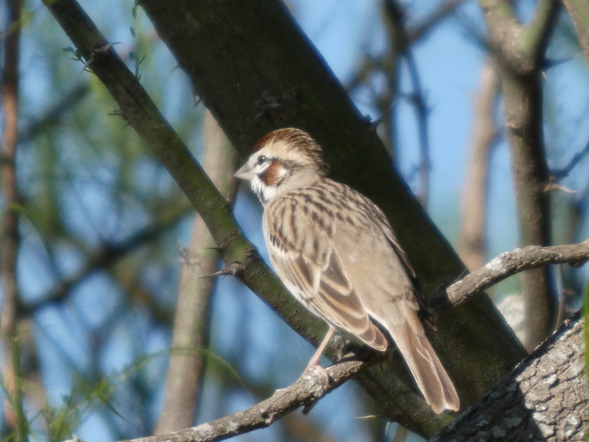 Lark Sparrow - ML632149499