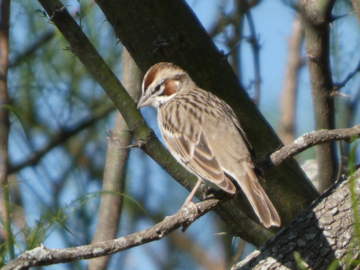 Lark Sparrow - ML632149500