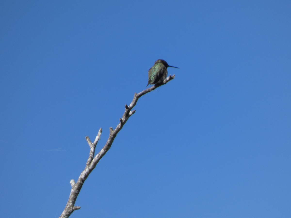Black-chinned Hummingbird - ML632149527