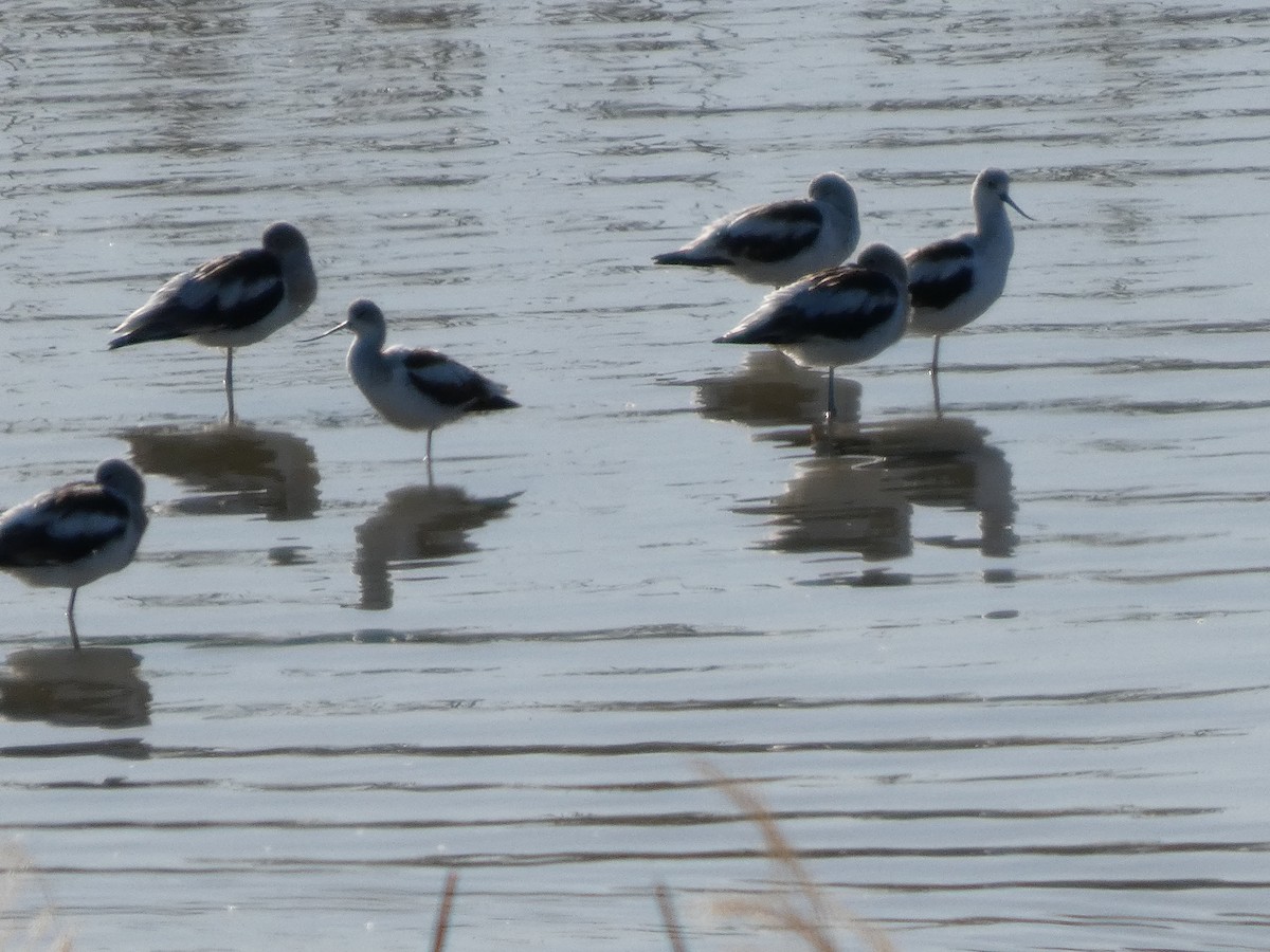 American Avocet - ML632149540