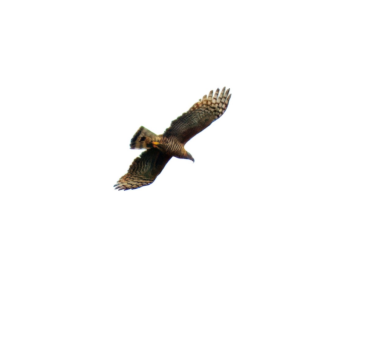 Hook-billed Kite - ML632149545