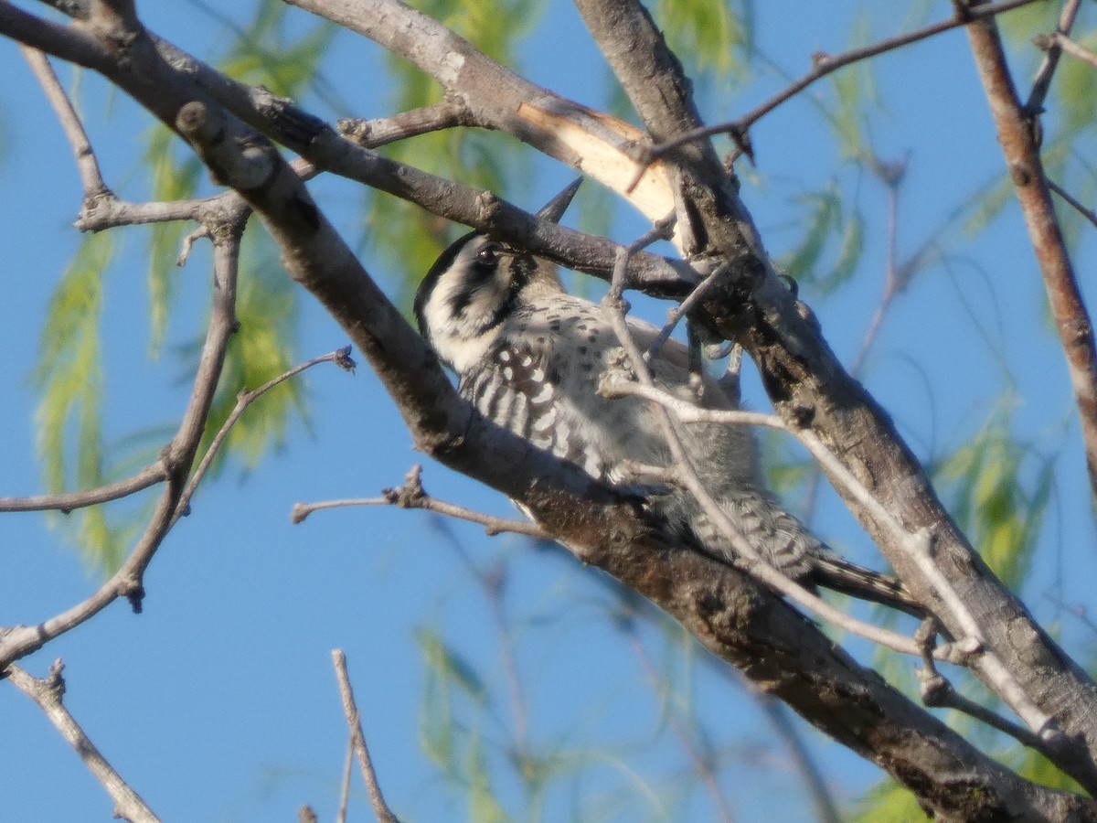 Ladder-backed Woodpecker - ML632149548