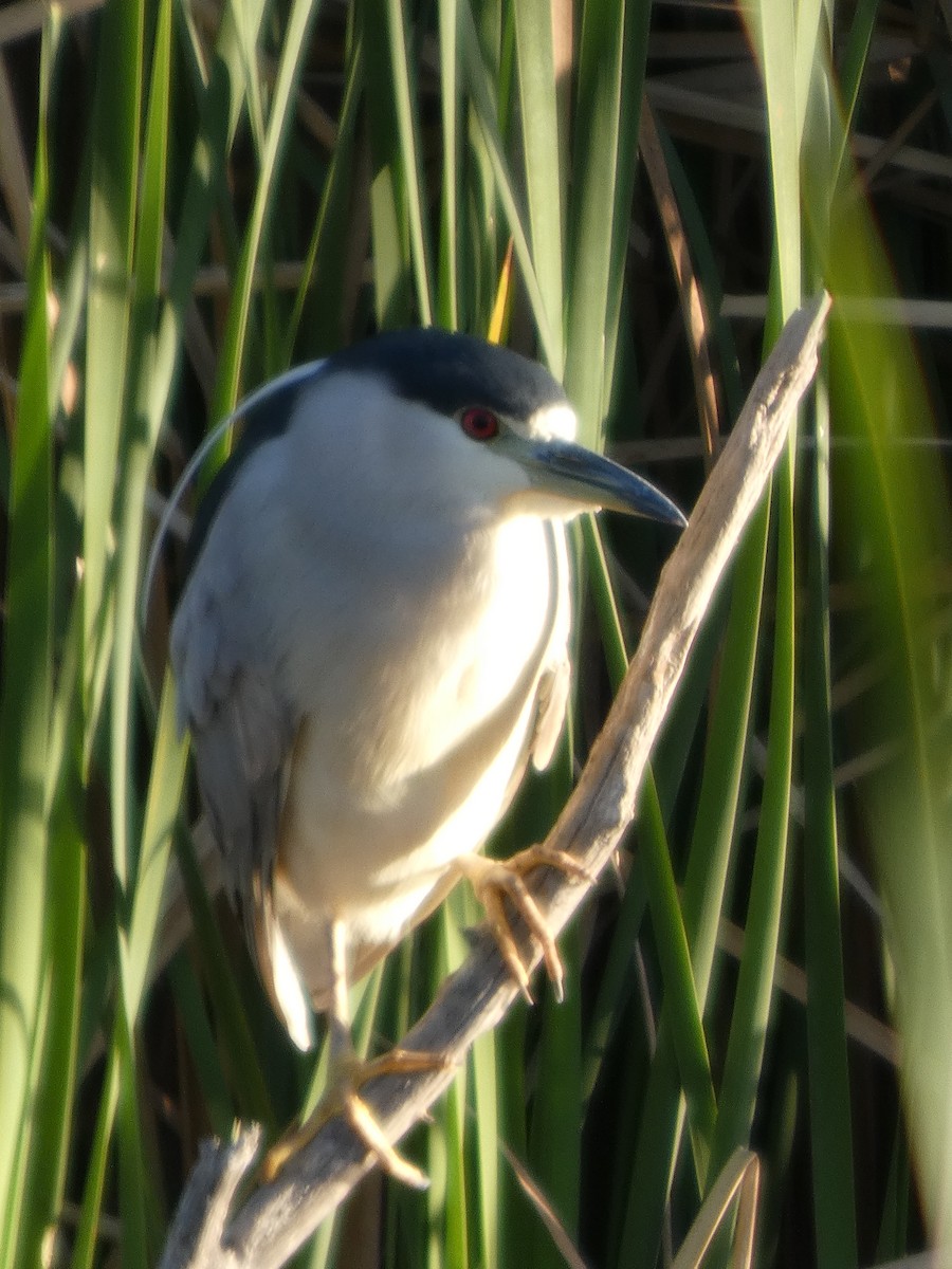 Black-crowned Night Heron - ML632149664