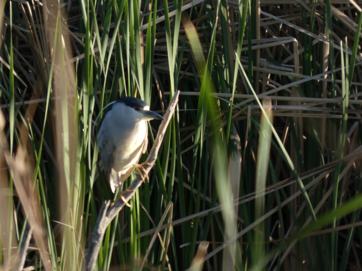 Black-crowned Night Heron - ML632149665