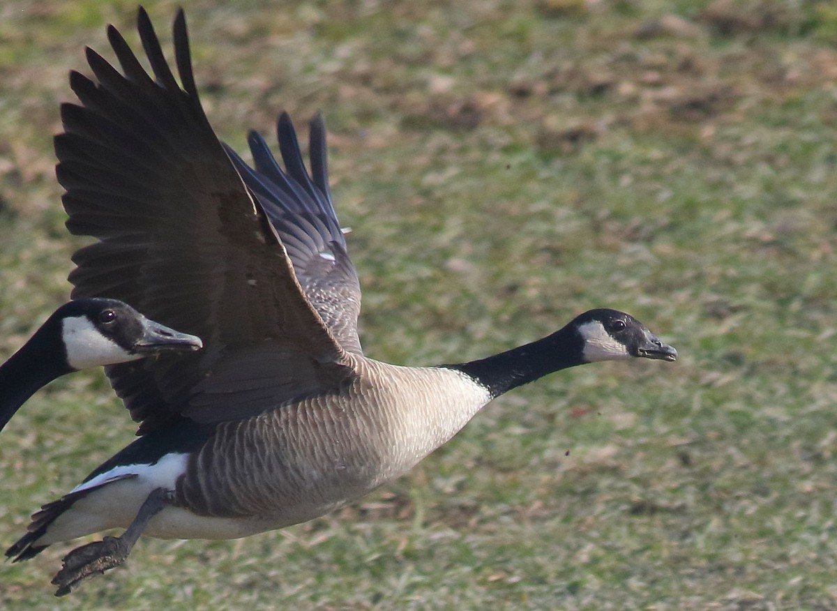 Branta kanadar txikia - ML632149675