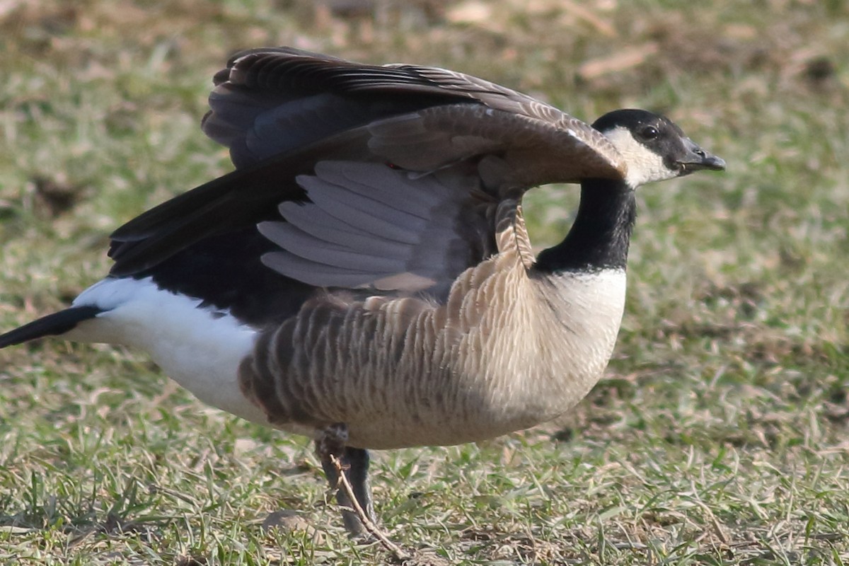 Branta kanadar txikia - ML632149676