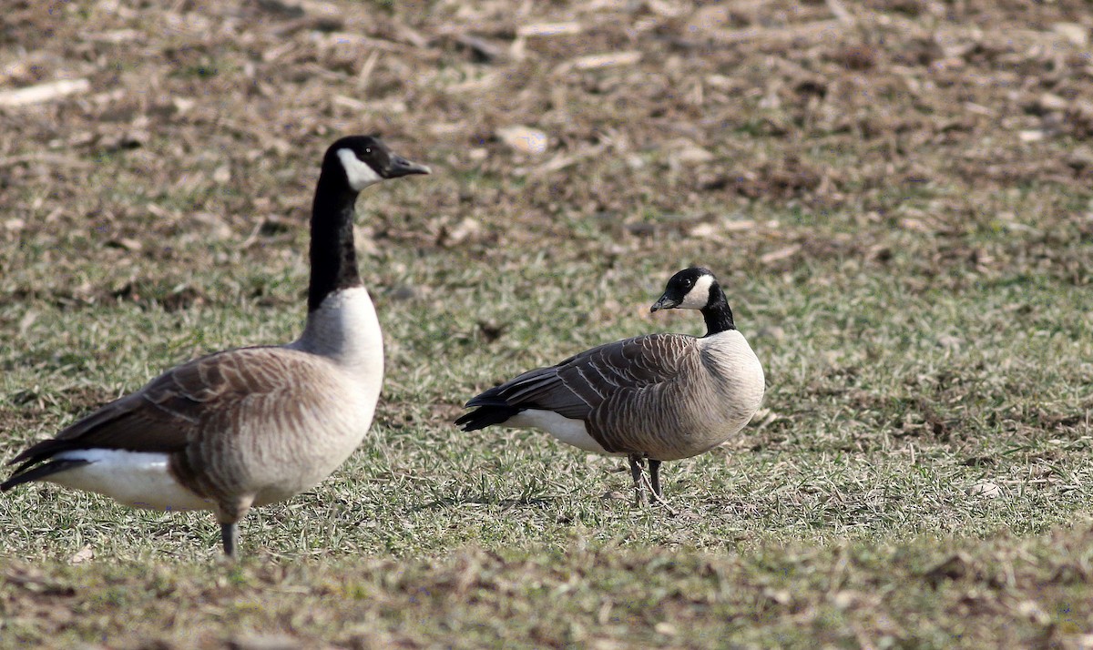 Branta kanadar txikia - ML632149677