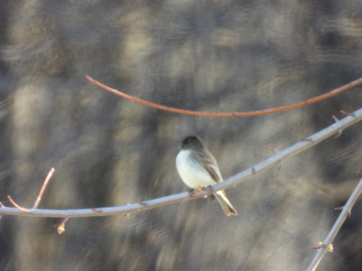 Eastern Phoebe - ML632149753