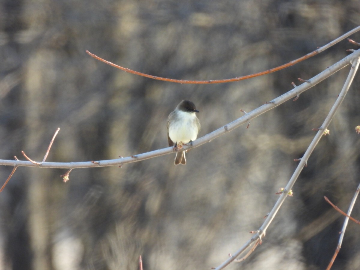 Eastern Phoebe - ML632149754
