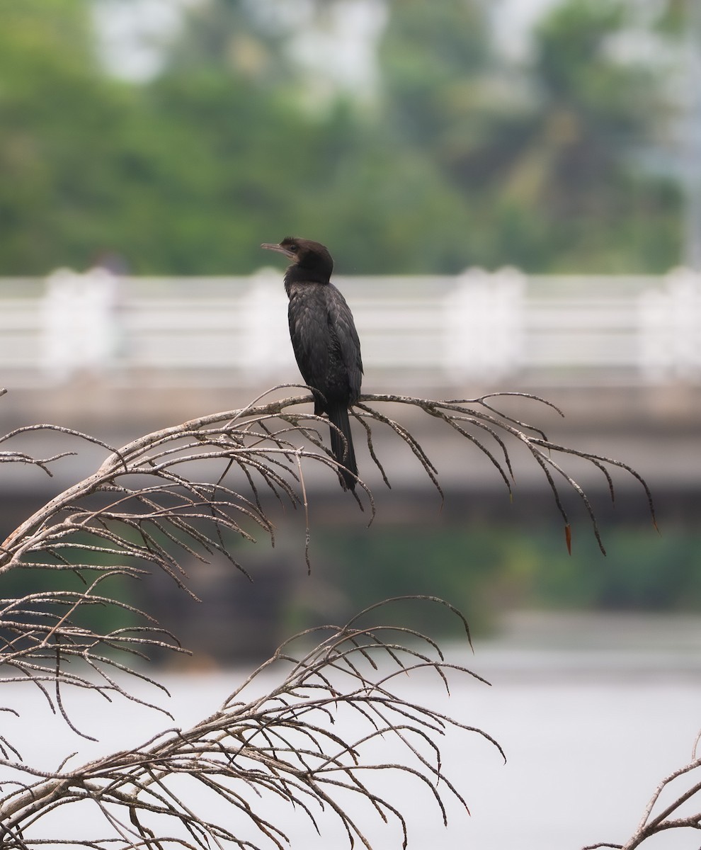 Little Cormorant - ML632149794