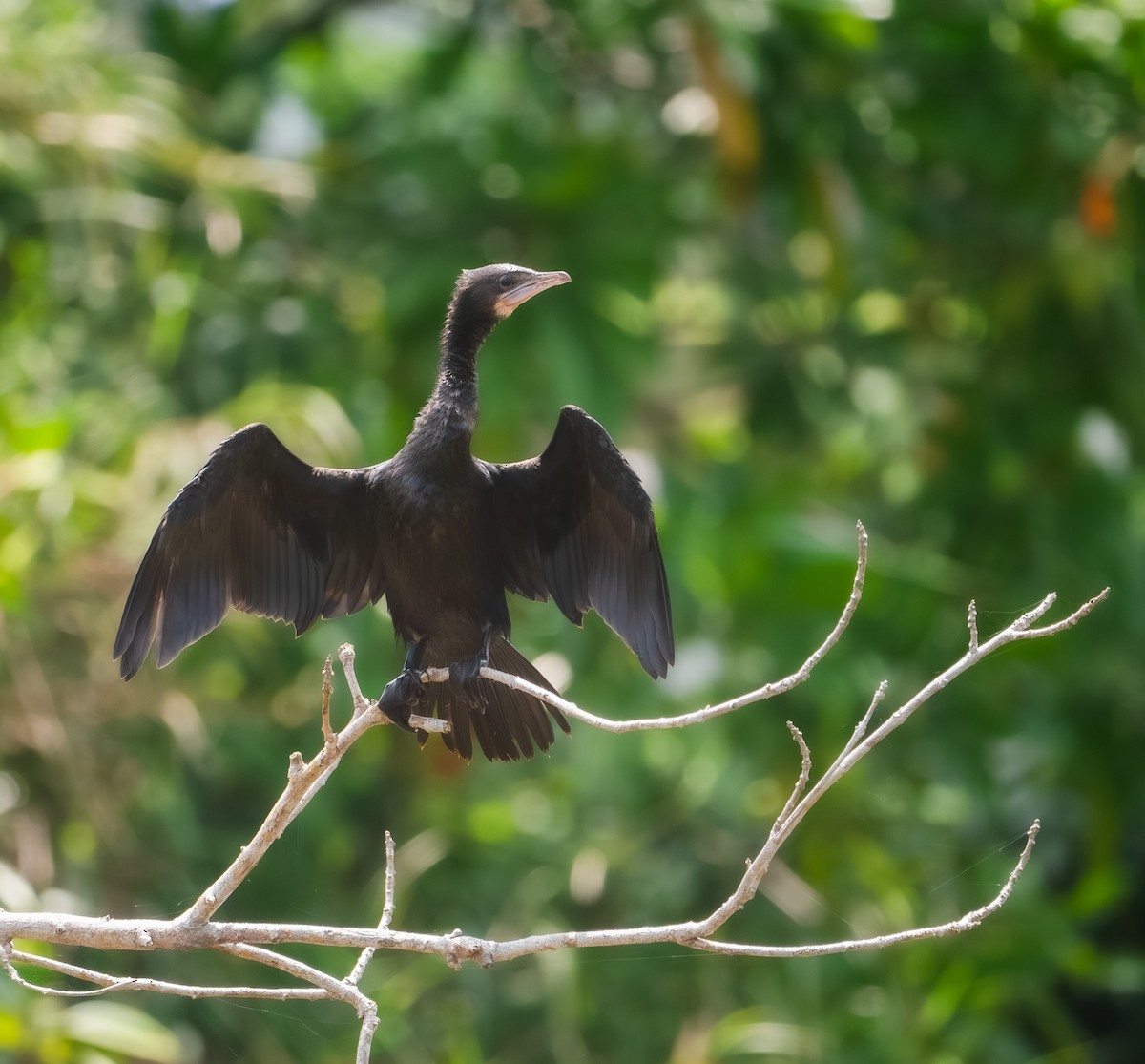 Little Cormorant - ML632149795