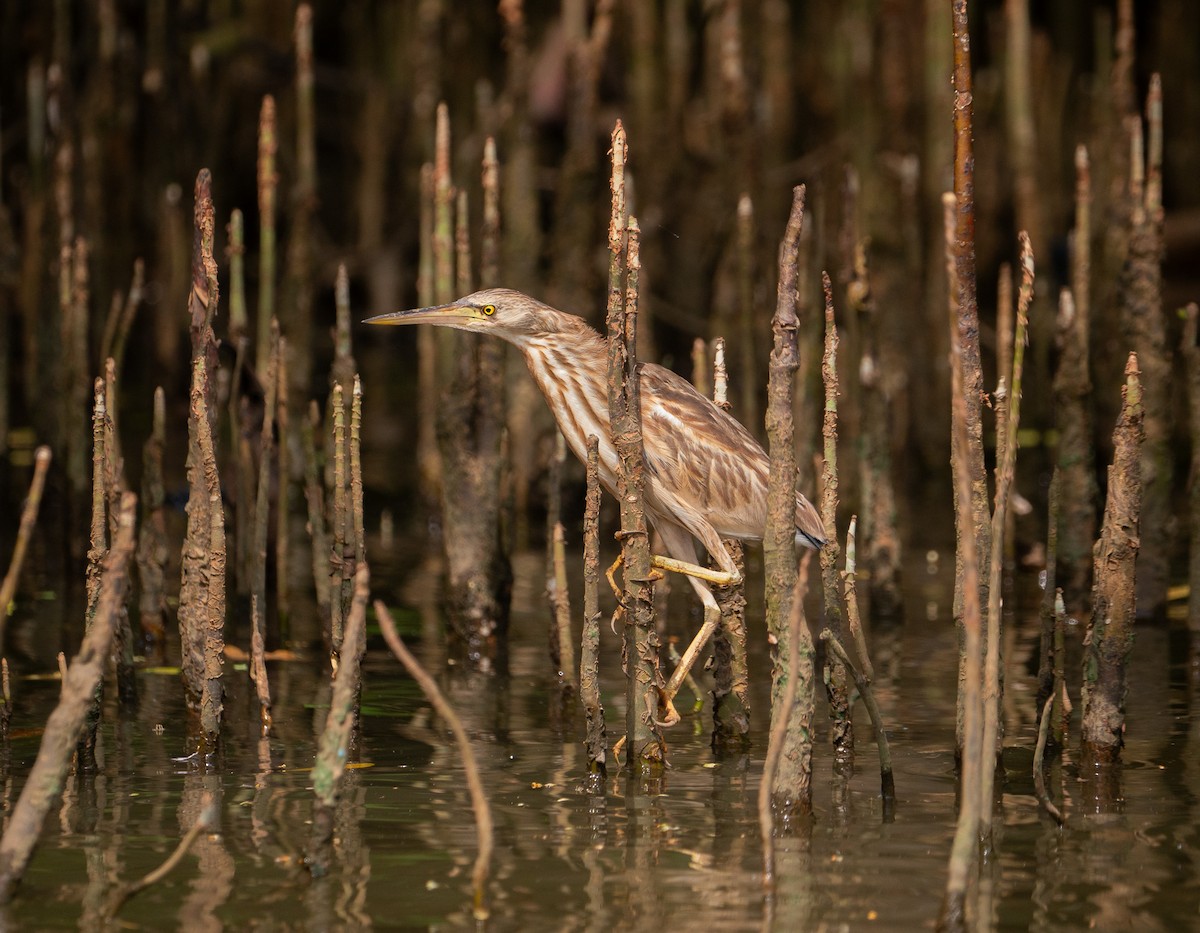 Yellow Bittern - ML632149797