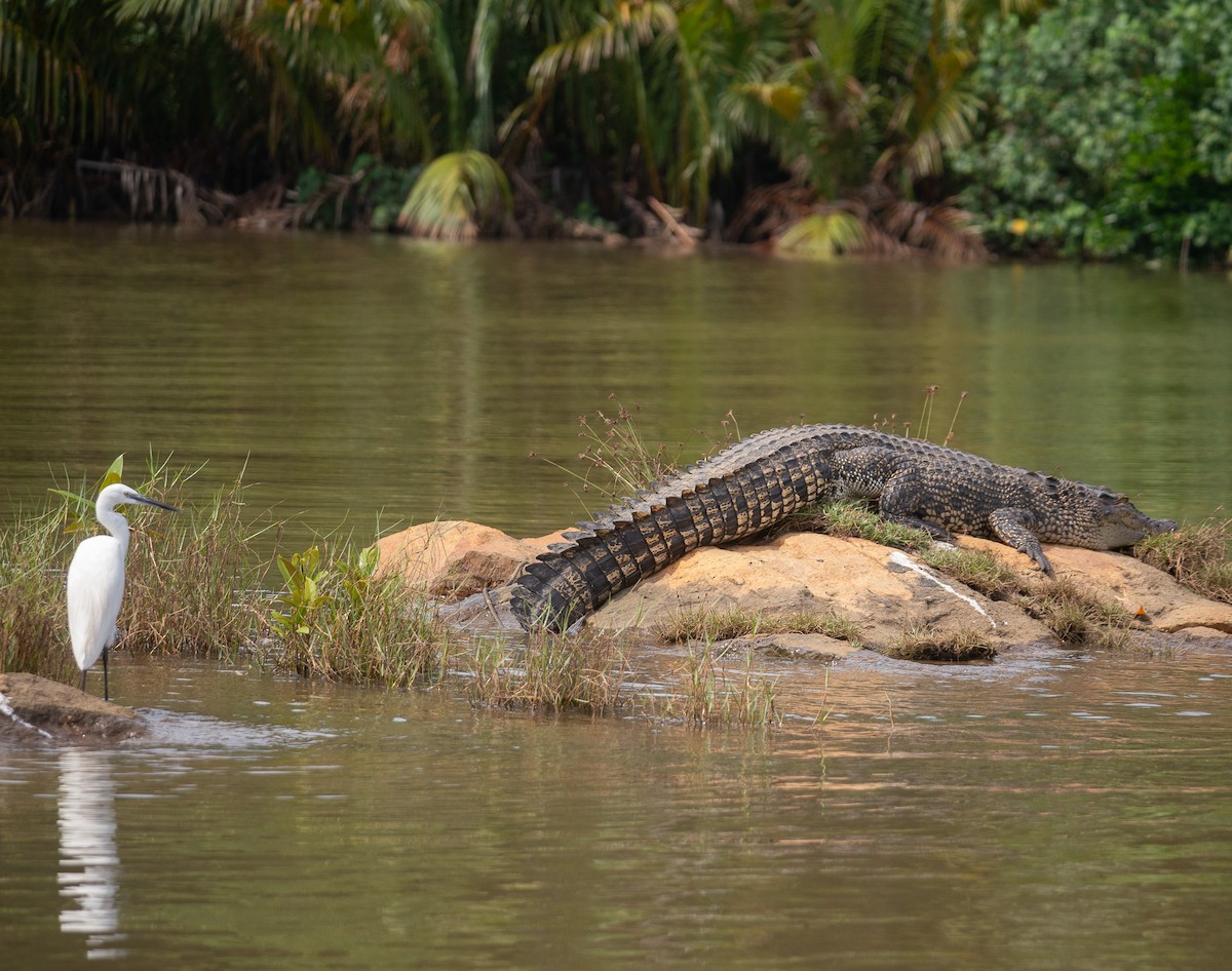 Little Egret - ML632149798