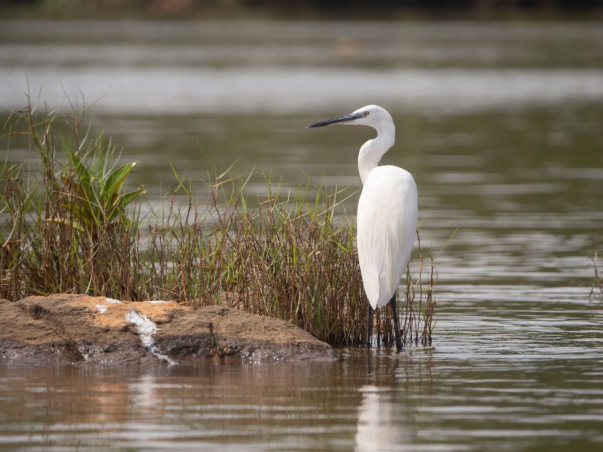 Little Egret - ML632149799